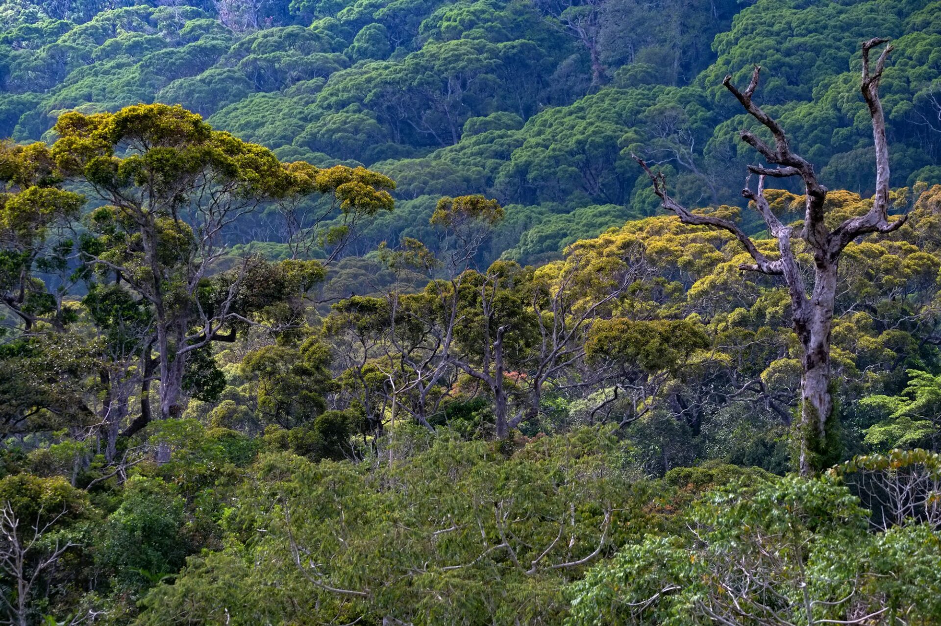 Scenic view of rainforest Sinharaja in Sri Lanka