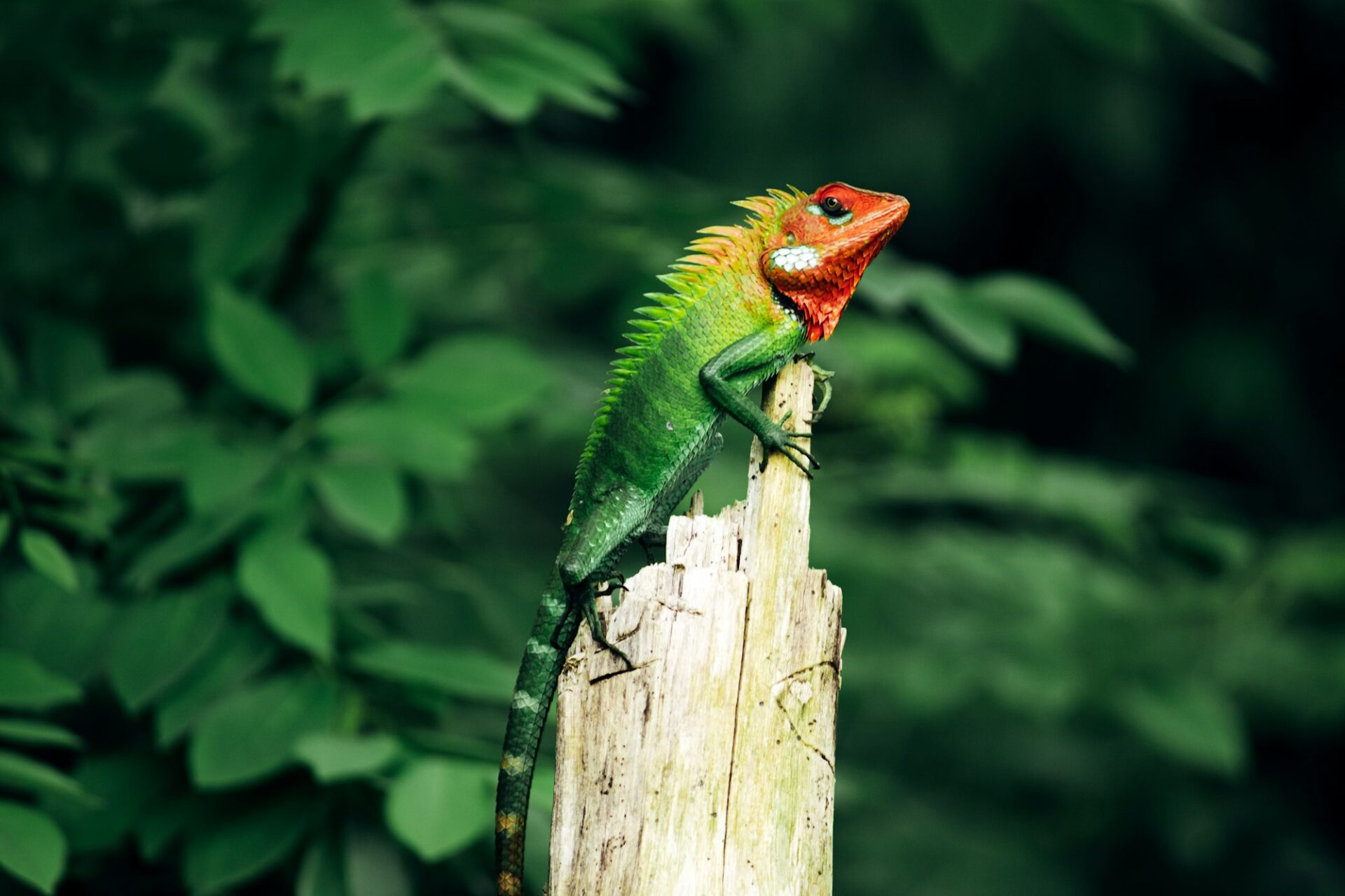 Common green forest lizard on a wooden pole in Sinharaja rain forest,