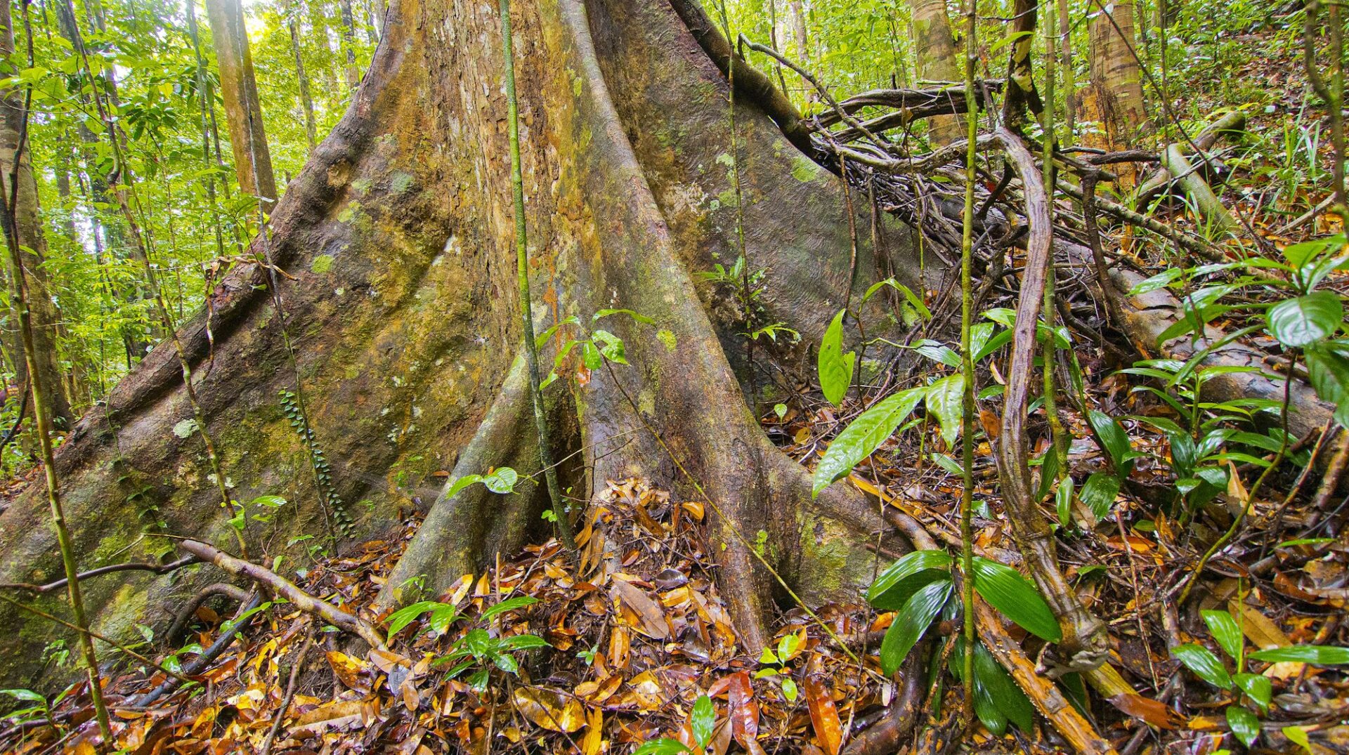 Old trees and Roots, Sinharaja National Park Rain Forest