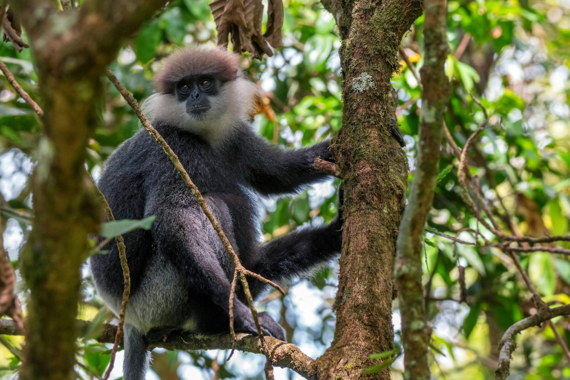 Purple-faced langur or Semnopithecus vetulus in the jungle