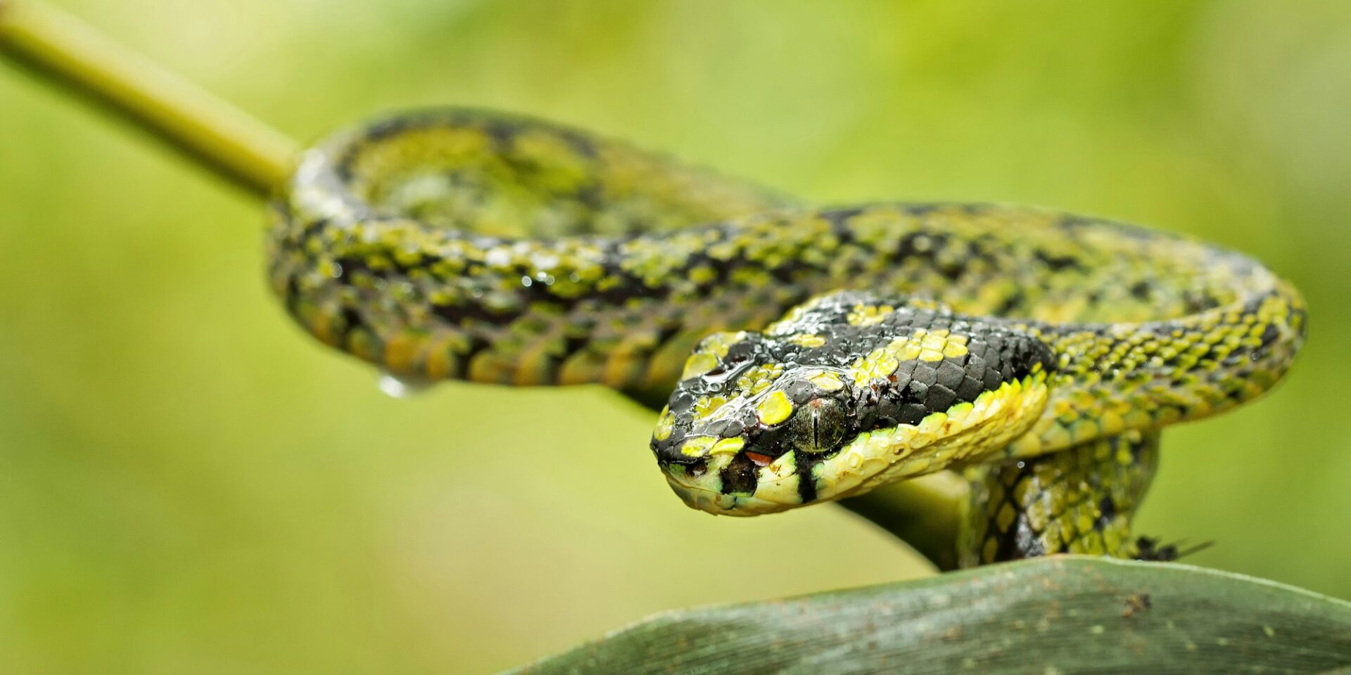 Sri Lankan Green Pit Viper, Sinharaja National Park Rain Forest, Sri Lanka