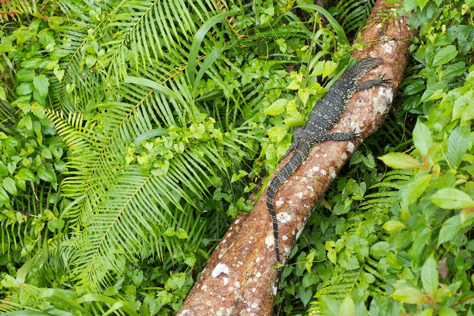 Water Monitor, Sinharaja National Park Rain Forest, Sri Lanka